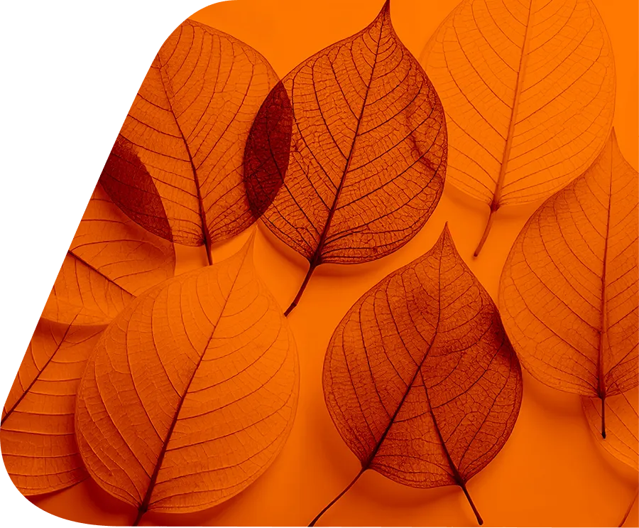 image background sunage